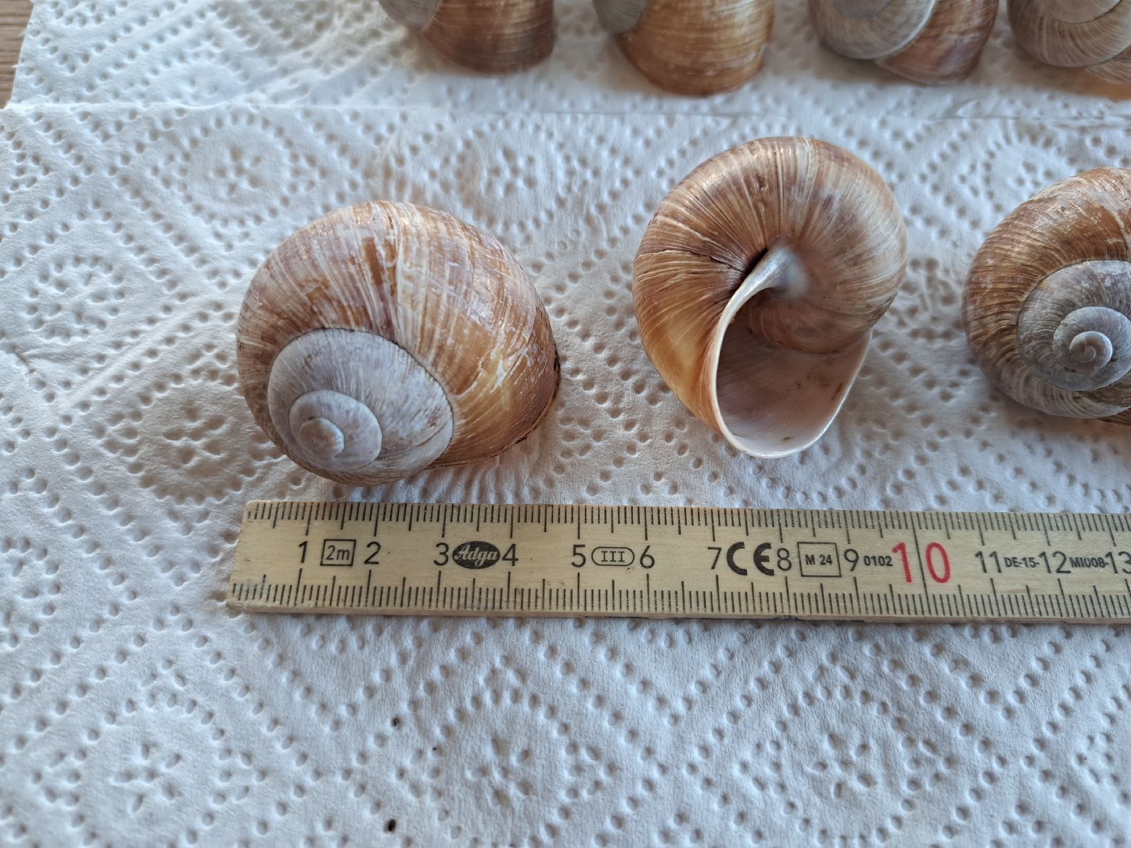 Alle Dekorationen: 50 echte Weinbergschneckenhäuser – Neu (gemäss Beschreibung) aus Ebnat-Kappel von Zurk 1