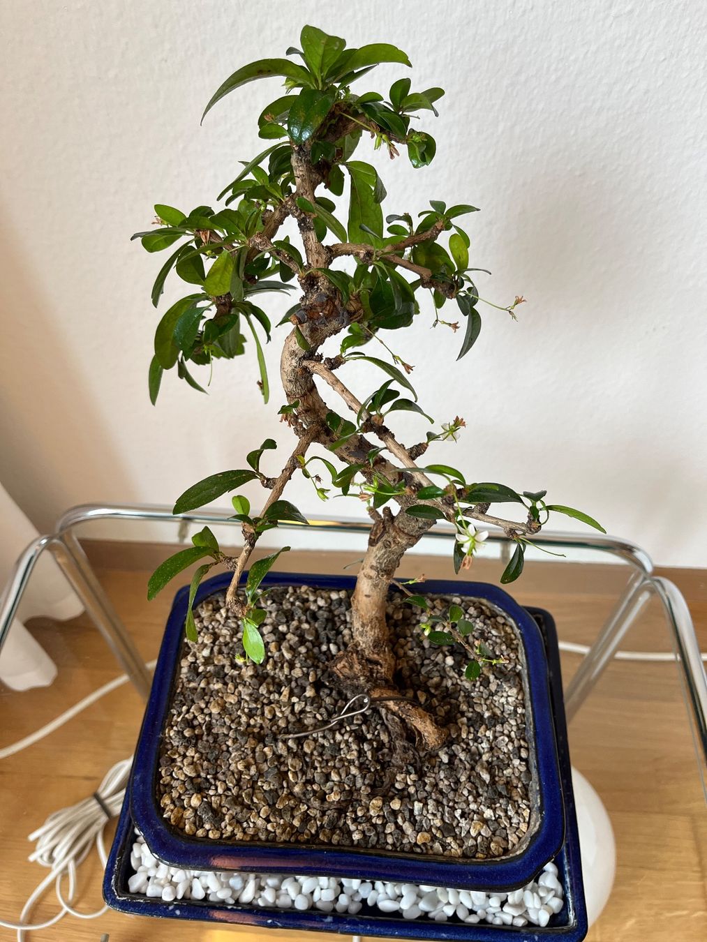 efeu geruch Strauch-Efeu - Hedera helix arborescens main image 1