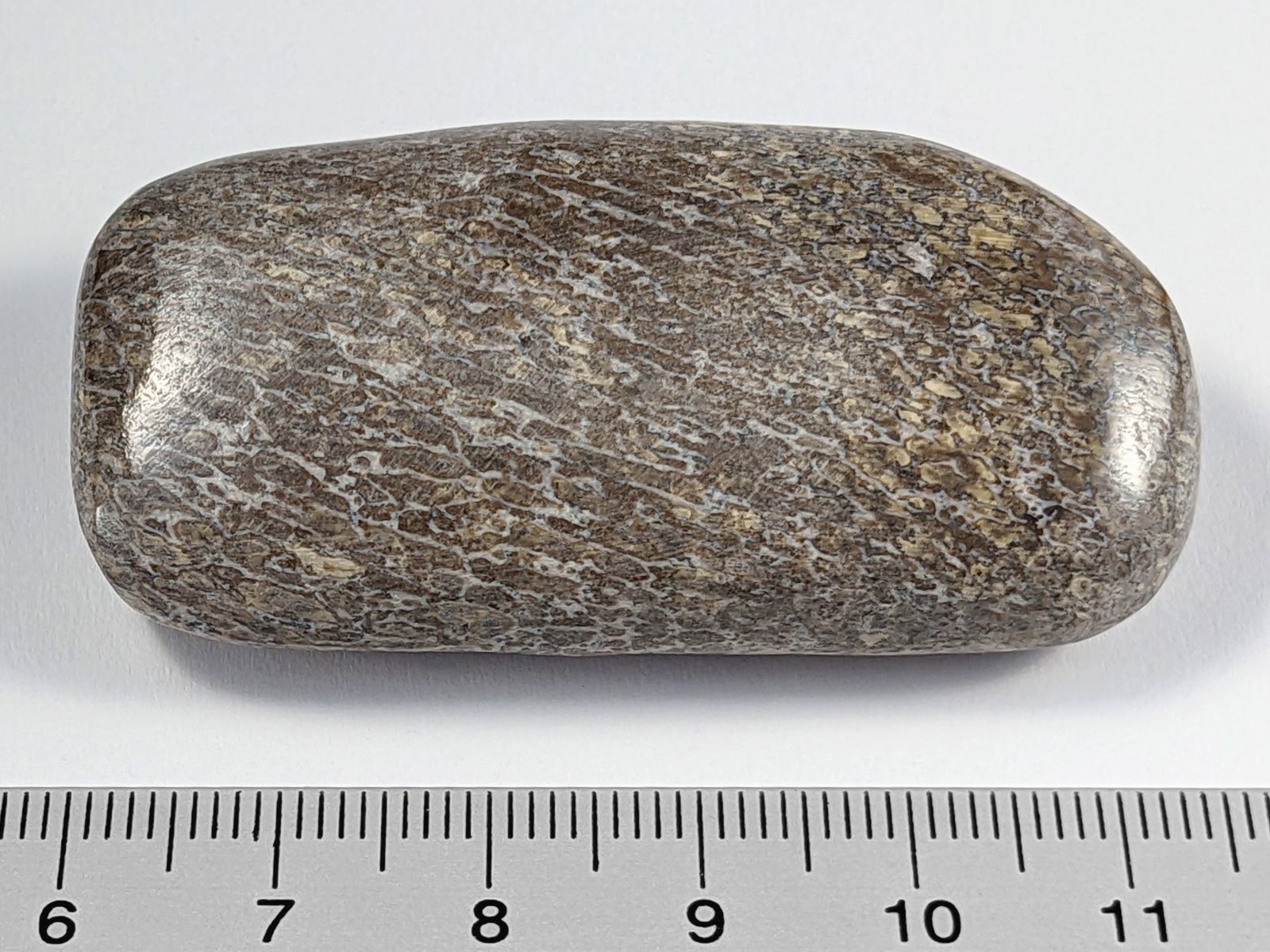 Fossilien: Fossiler Dinosaurier Knochen Stein 55mm 35 Gramm – Neu und originalverpackt aus Meilen von StoneGarden