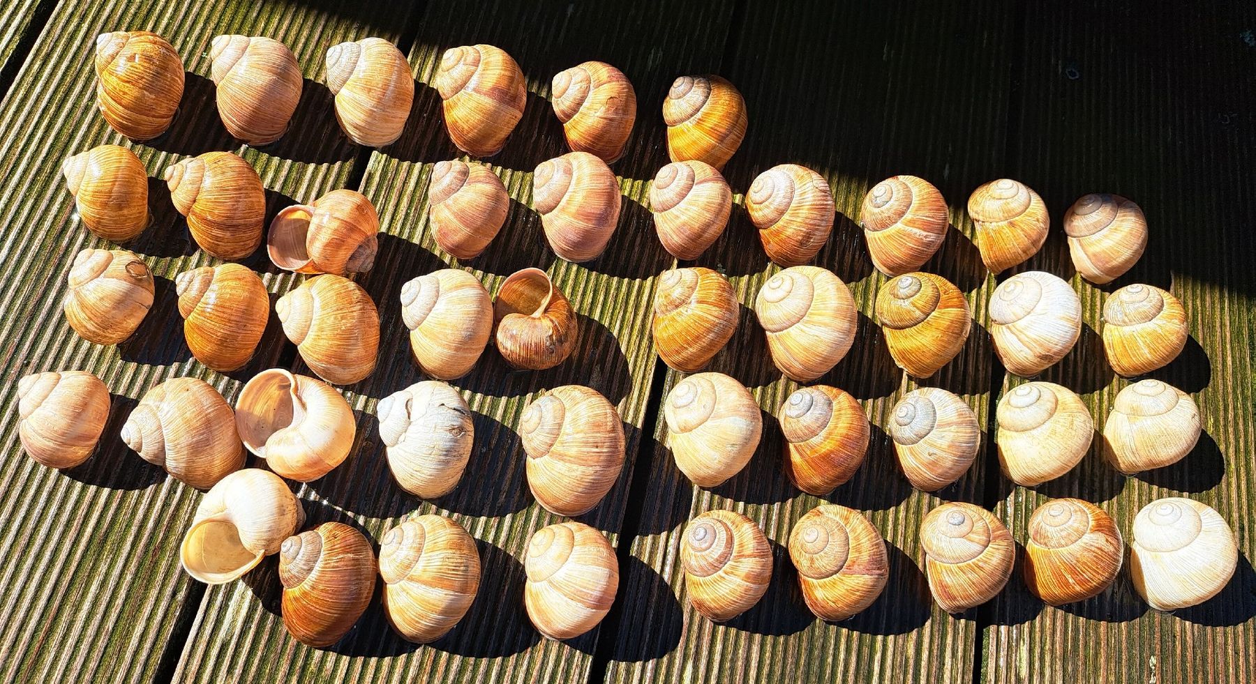 Alle Dekorationen: 45 echte,grosse Weinbergschneckenhäuser. – Gebraucht aus Ebnat-Kappel von Zurk 2