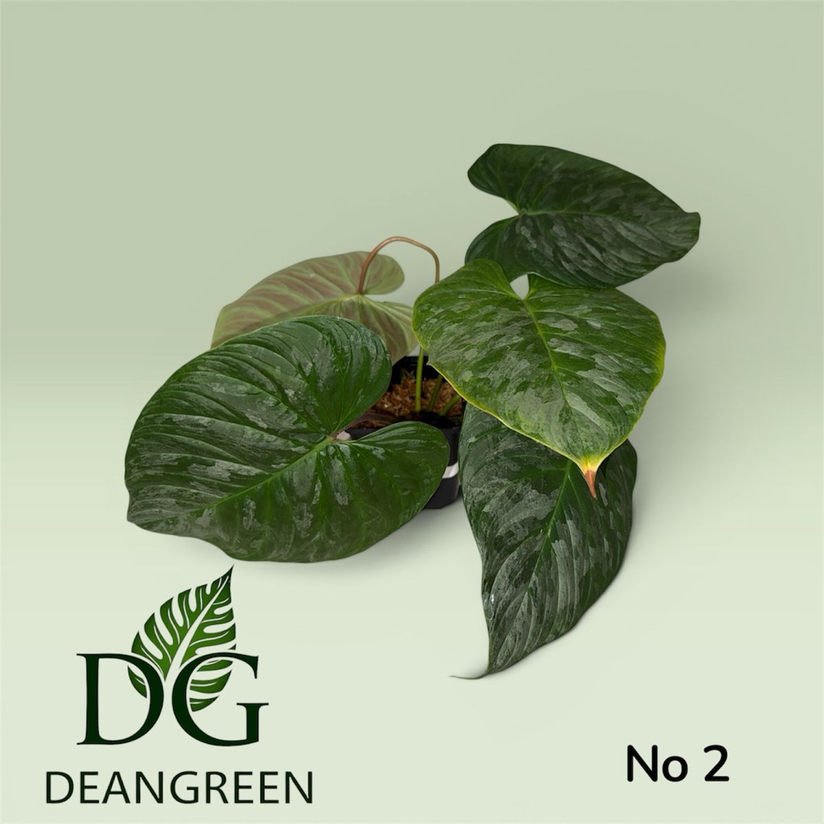 Piante & sementi: Philodendron majestic Stecklinge nr. 02 – Usato da Zürich venduto da DeanGreenZH