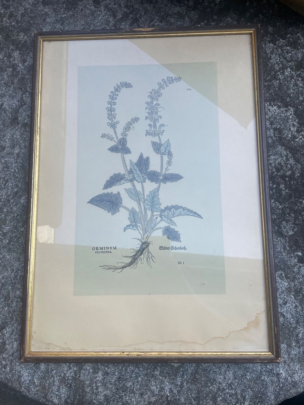 Dipinti: 3  Dessins - botanique – Usato da Minusio venduto da Pink222 2