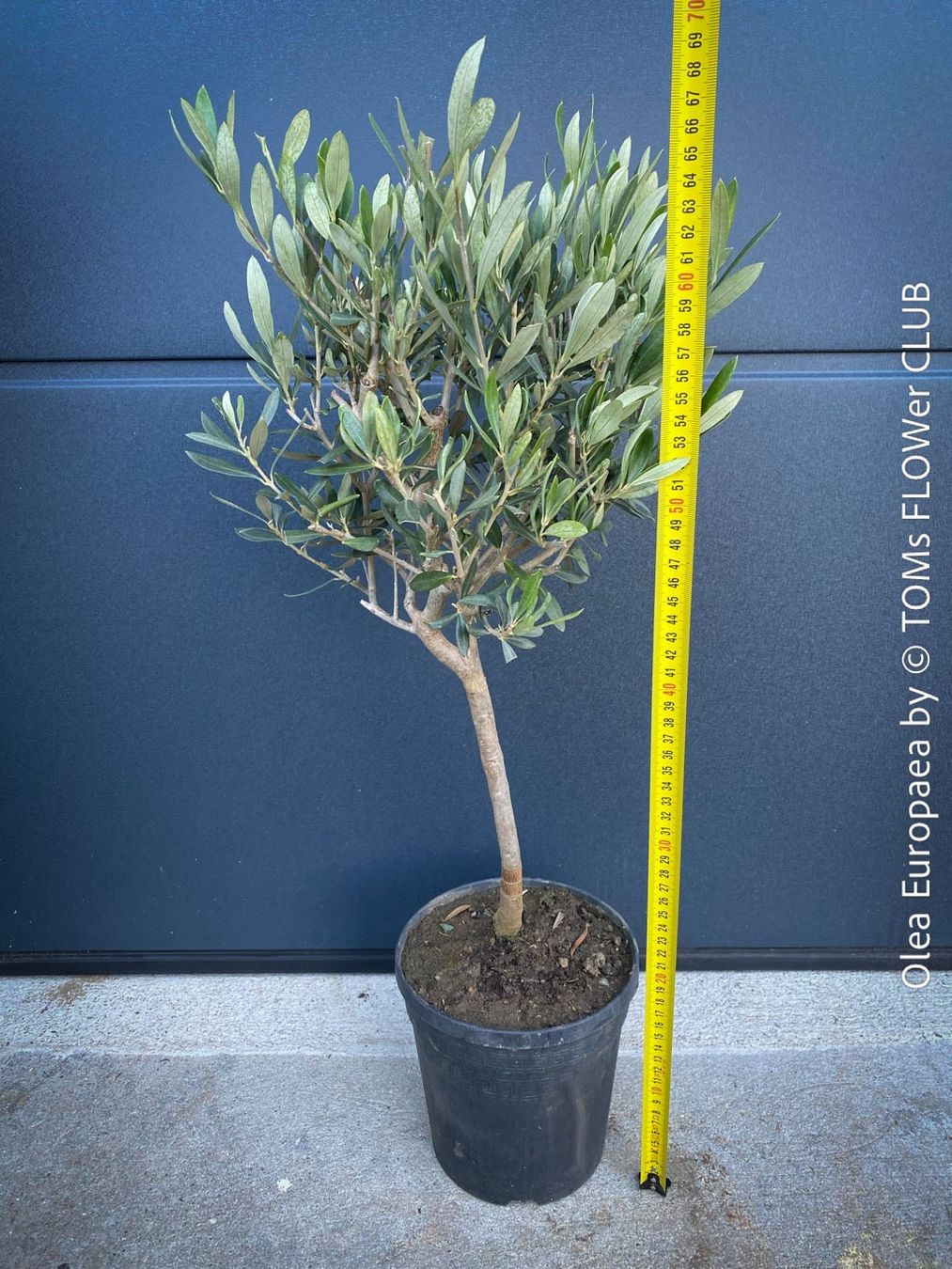 Piante & sementi: Olivenbaum - Olea Europaea - schönes Bäumchen – Nuovo e nell'imballaggio originale da Adliswil venduto da astom369 8