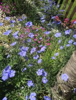 LINUM AUSTRIACUM - BLAUE STAUDEN - LEIN - HELLBLAU/BLAU