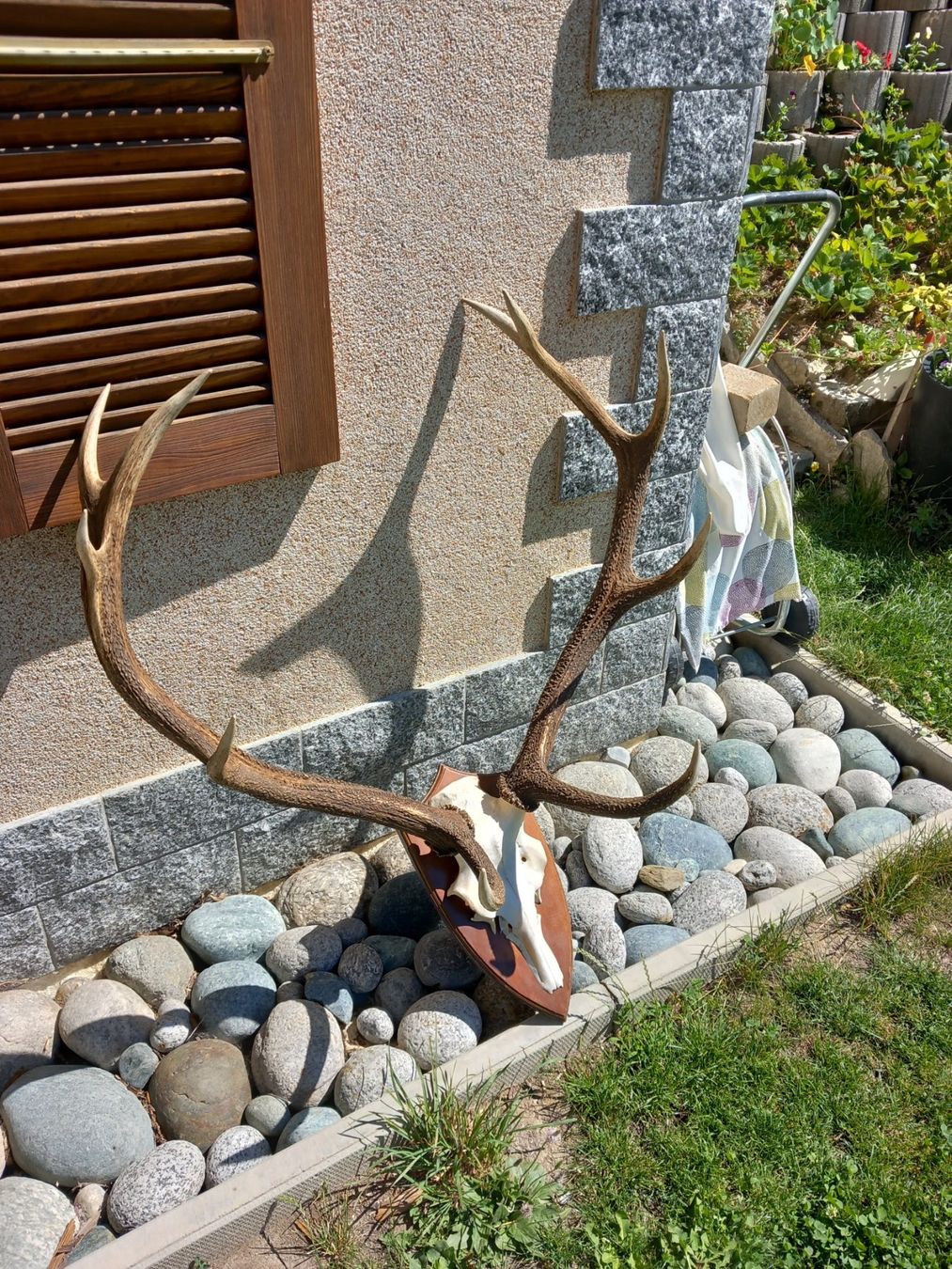 Altre raccolte & rarità: Hirsch – Usato da Herbriggen venduto da Grenadier62