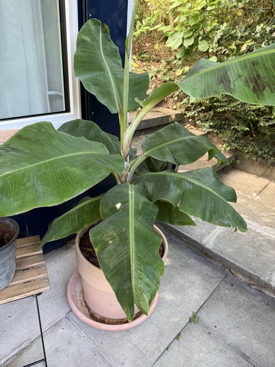 Plantes & graines: Bananenpflanze im Topf – D'occasion à St. Gallen par Red-Curry