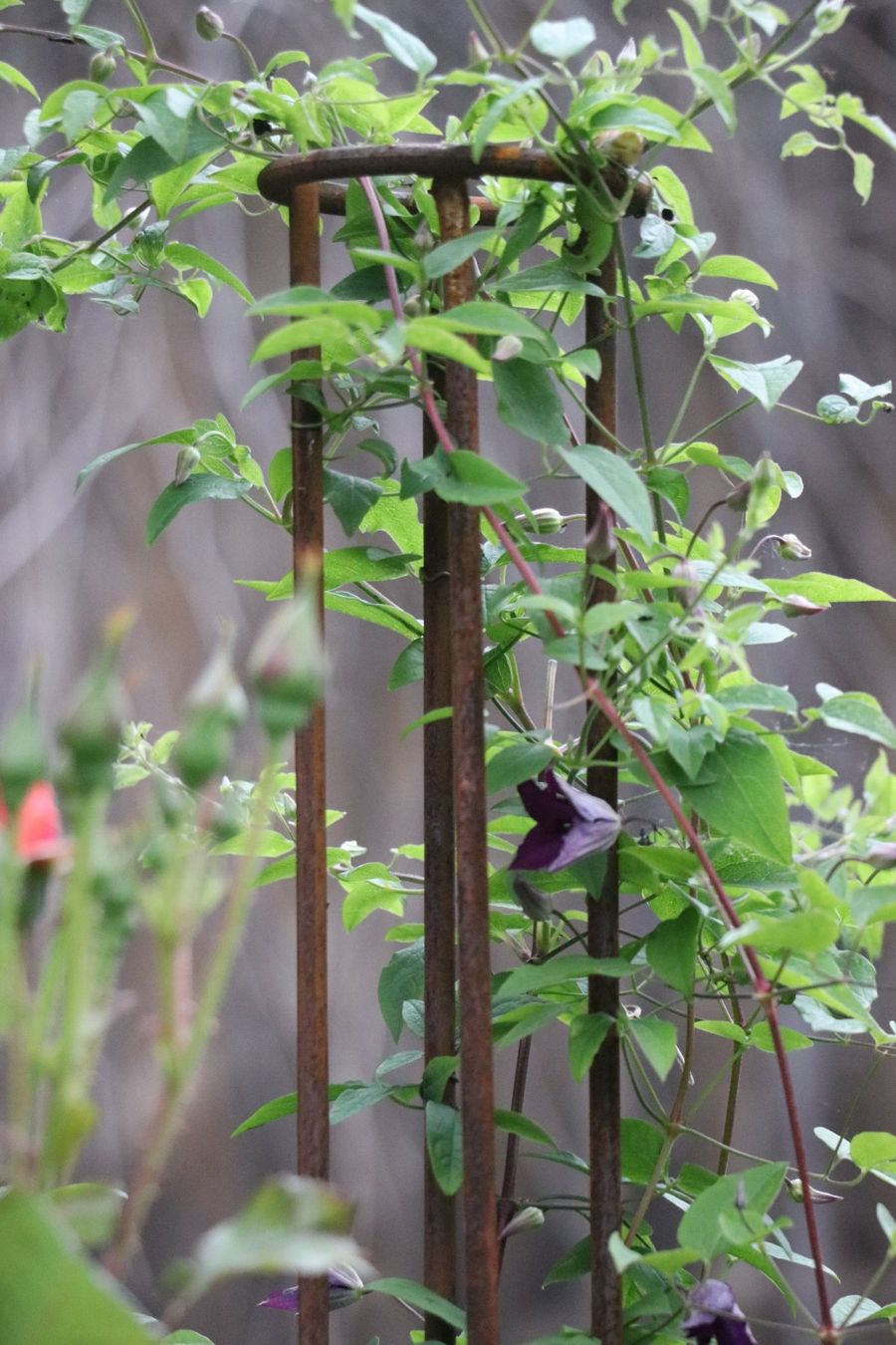 Altre Decorazioni per giardino: Klettersäule, Rankhilfe, Staudenstütze – Nuovo (secondo la descrizione) da Riedt b. Erlen venduto da BisD