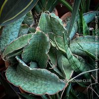 Sansevieria Kirkii Silver Blue - wie eine Pflanzen-Skulptur