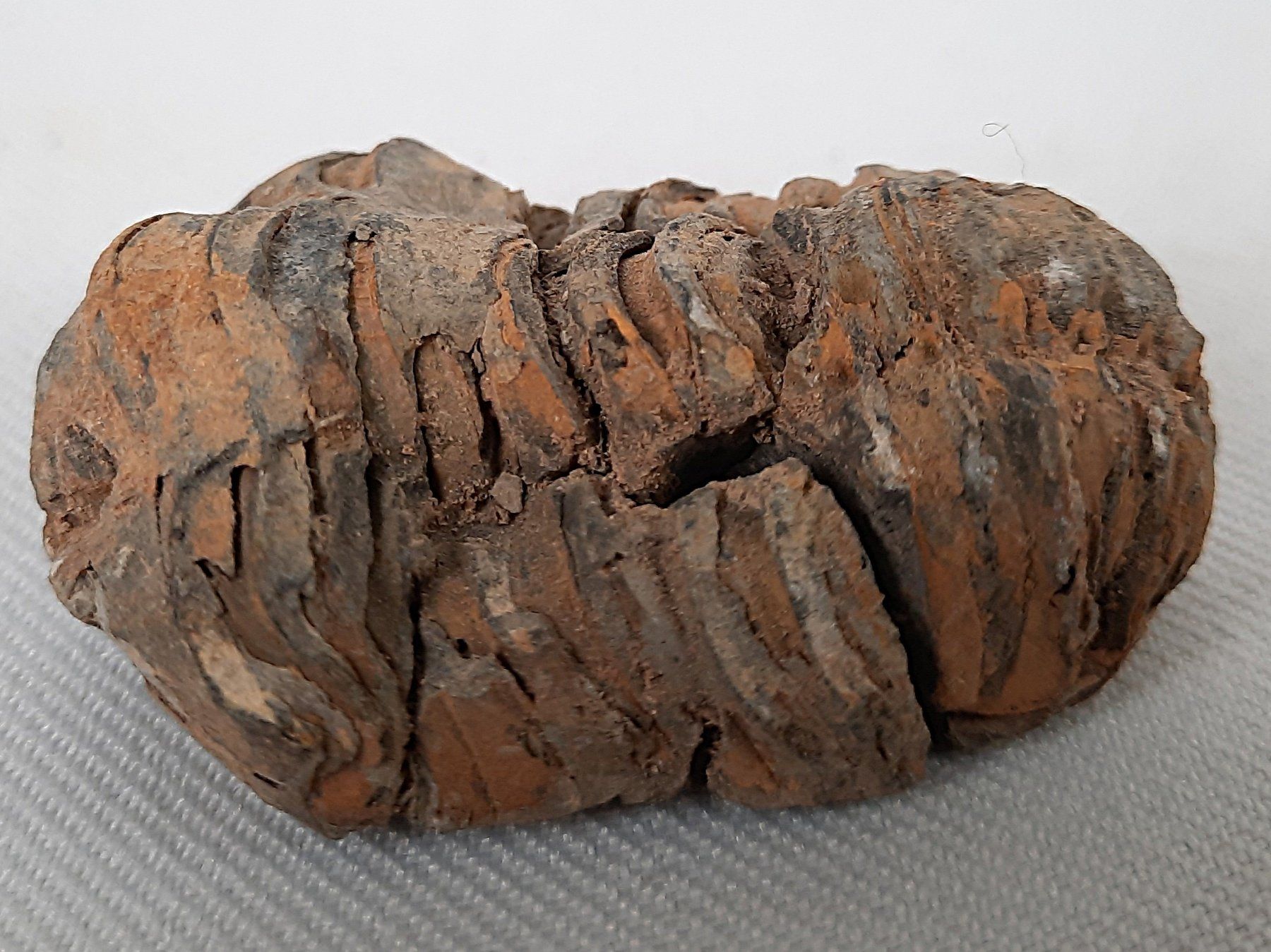 Fossili: 3 Fossile Trilobiten – Usato da Beinwil am See venduto da Restwert_Beinwil 3