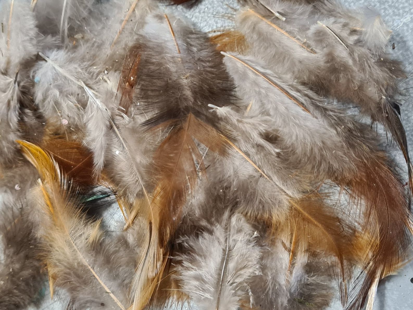 Welt der Tiere: Set Federn, +/- 8 cm (2) – Gebraucht aus Amriswil von kleindeko