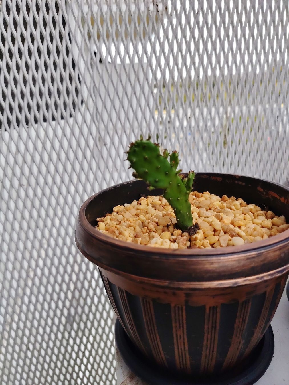 Piante & sementi: Cactus – Nuovo (secondo la descrizione) da Carouge GE venduto da bbi_nkd9