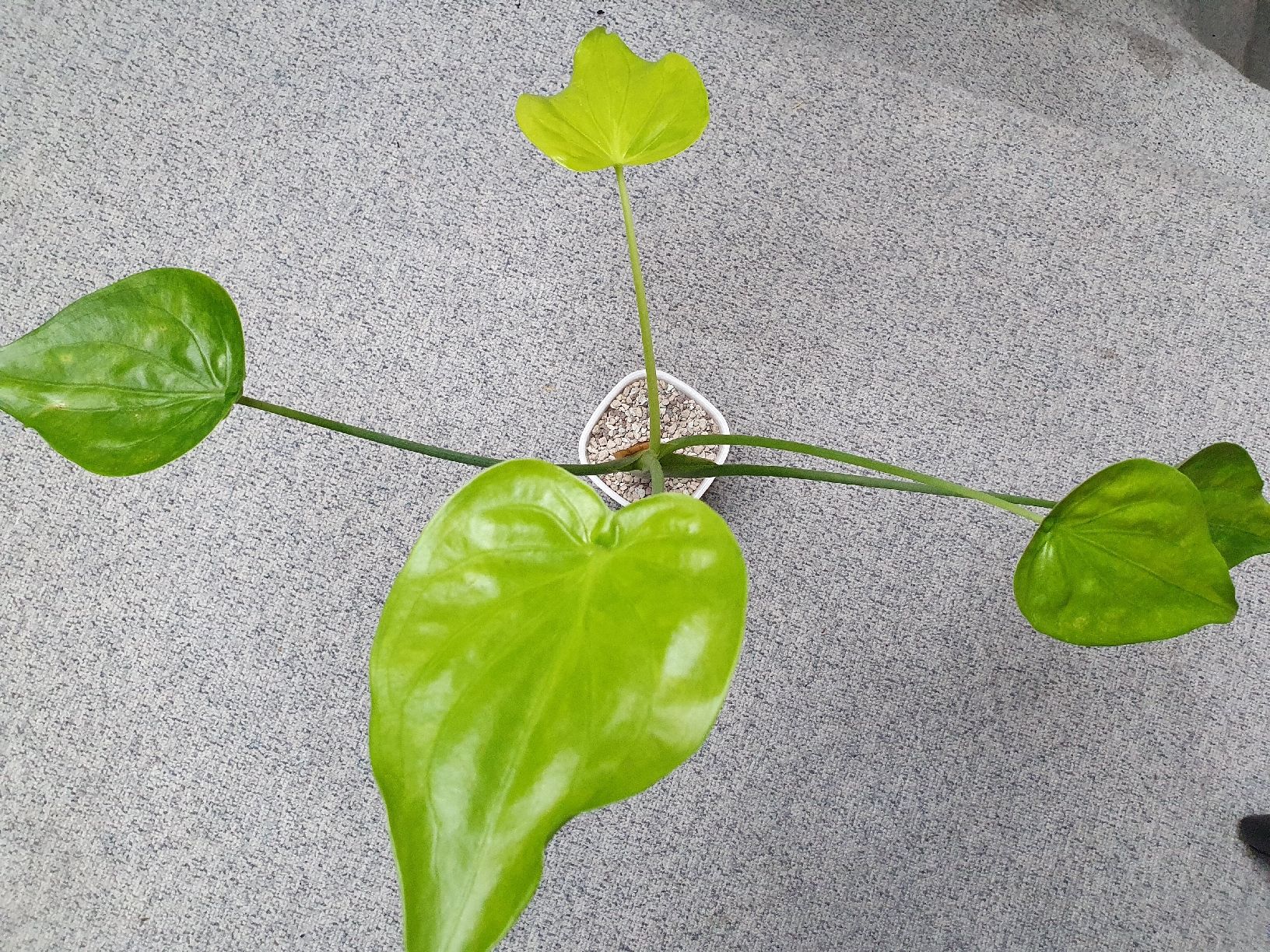 Plantes & graines: Alocasia Cucullata Aurea – D'occasion à Erlinsbach SO par Lea030 3