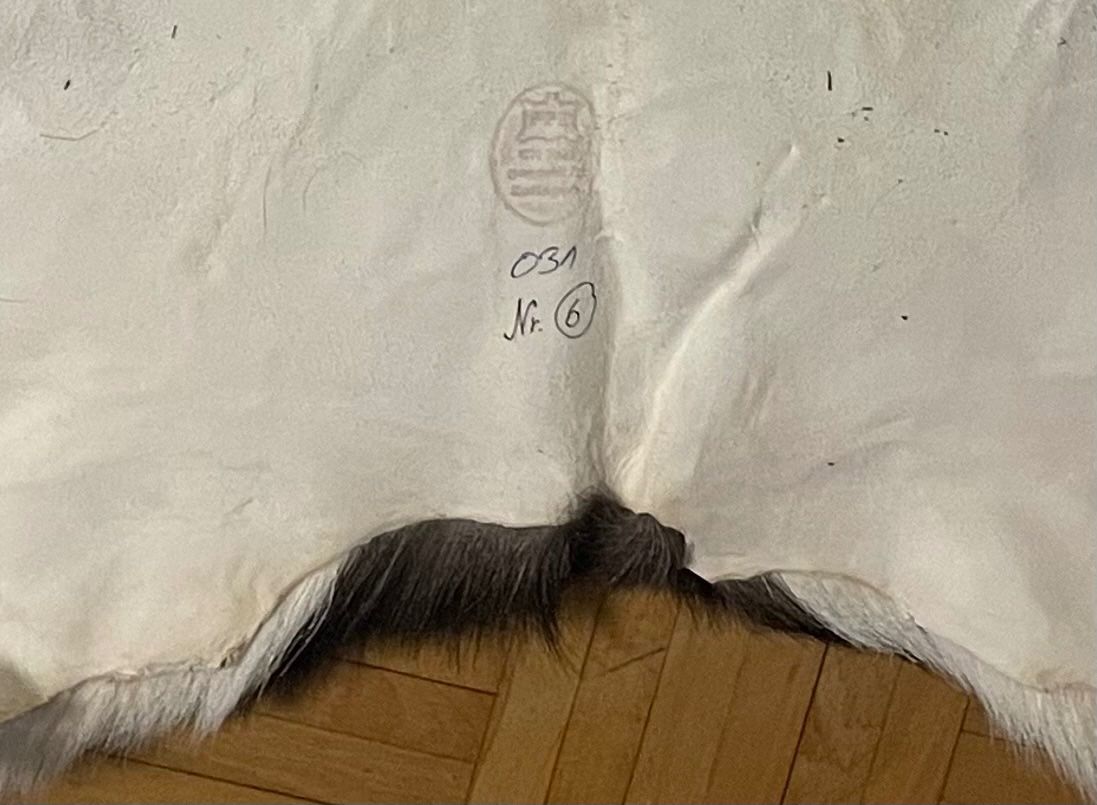 Coperte: Hirschfell vom Sikahirsch – Nuovo (secondo la descrizione) da Gunzgen venduto da sinafue 2