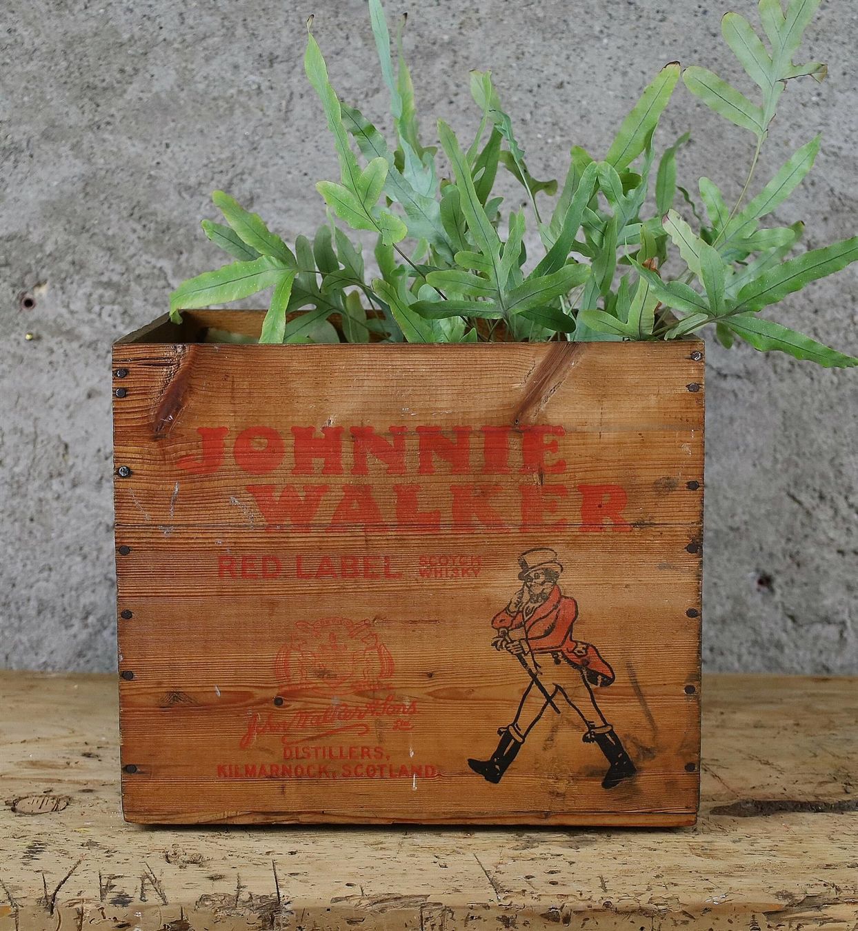 Casse di trasporto: Holzkiste Whisky "Johnnie Walker" – Usato da Birrwil venduto da brandschatz_birrwil 2