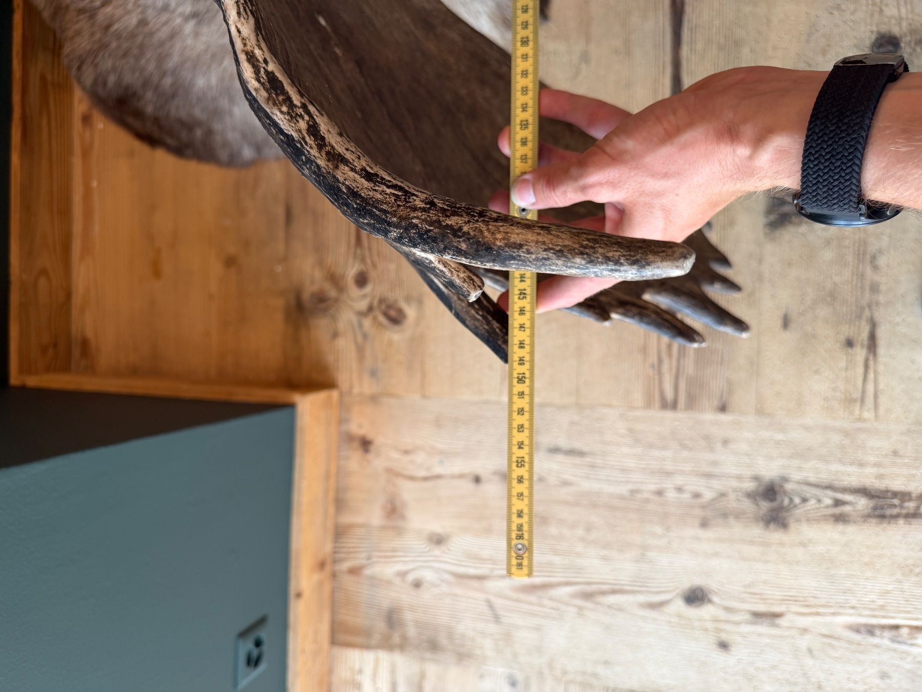 Il mondo degli animali: Elk Kopf – Usato da Lenk im Simmental venduto da KingzCompany 2