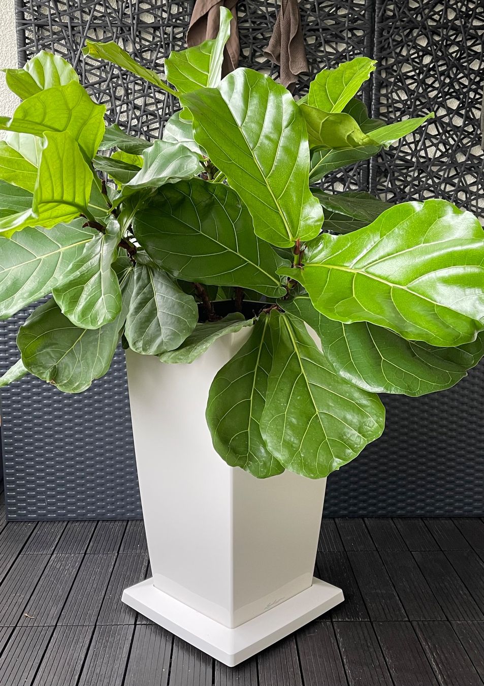 knstliche palme ikea Knstliche Palme 100 cm mit 18 Palmenwedel wie echt Kunstpalme Kunstpf   arnusa