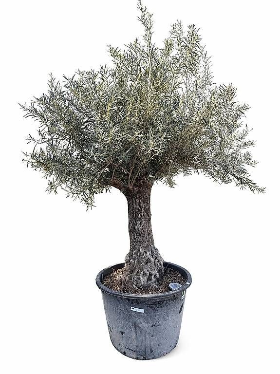 hängende thuja Riesen-Lebensbaum Atrovirens - Thuja plicata atrovirens main image 0
