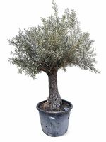 Aktion Olivenbaum "Olea Europea 10“ Versand möglich