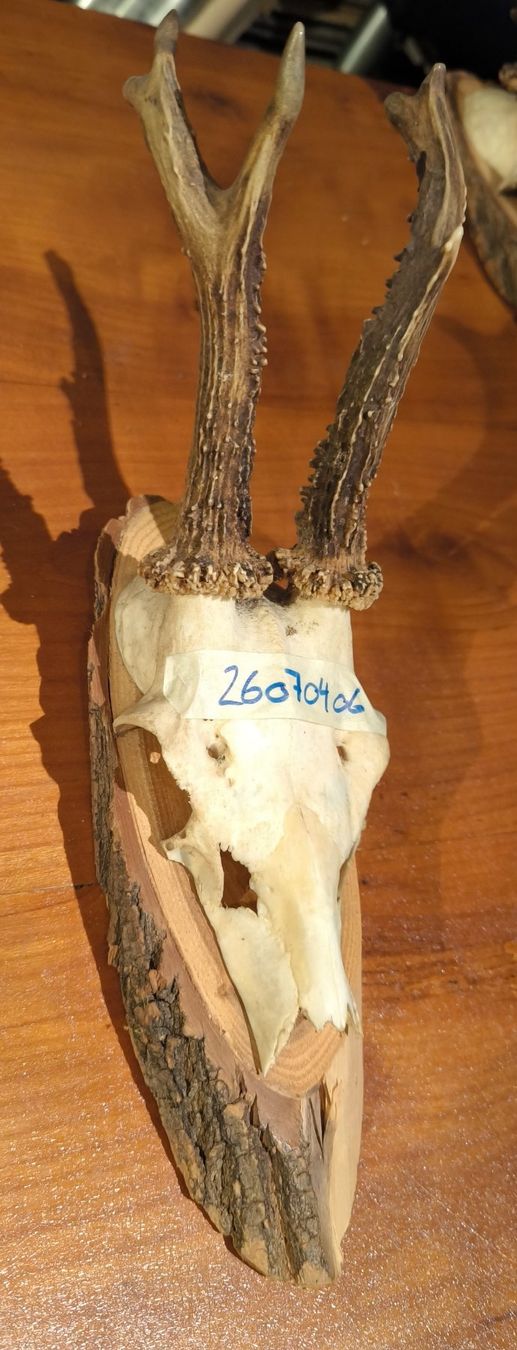 Altre raccolte & rarità: Rehgeweih – Usato da Rorschacherberg venduto da snOOpydOg11 1