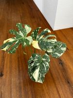 Monstera Thai Constellation💚