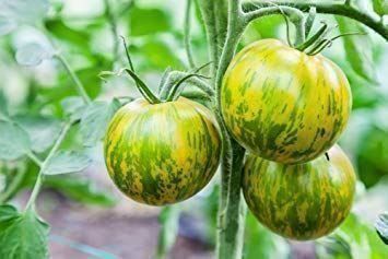 Piante & sementi: TOMATE GREEN ZEBRA  RARE 10g – Nuovo (secondo la descrizione) da Bremblens venduto da FIBONACCI369 2