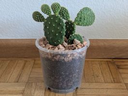 Goldopuntie (Opuntia microdasys) | H:7cm