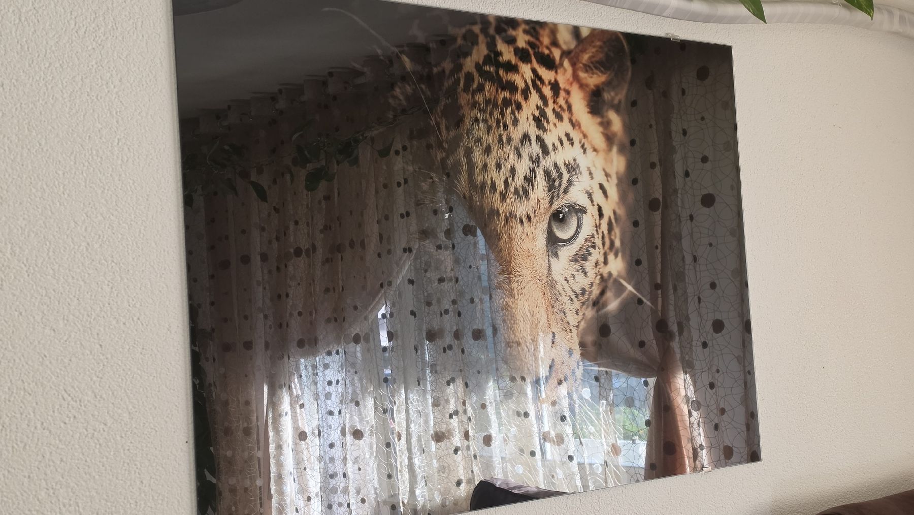 Poster & Bilder: Wandbild Leopard (Acrylglas) – Neu (gemäss Beschreibung) aus Flawil von mmn_ft6f 1