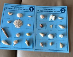 Muschelsammlung für Sammler: