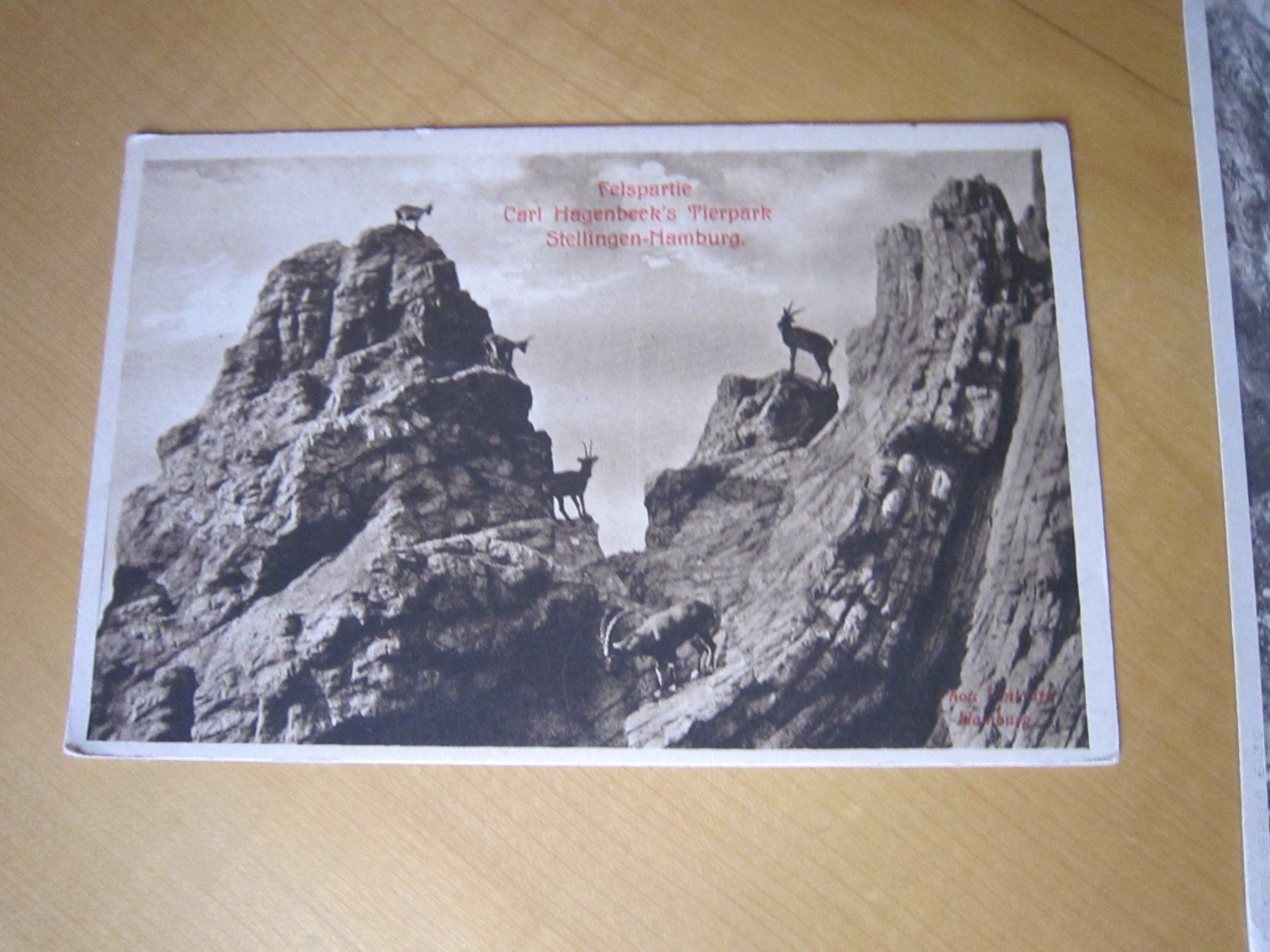 Cartoline postali: Antike Postkarten ALPENTIERE AB NUR 50 RP – Usato da Gordola venduto da Polentaefung 1