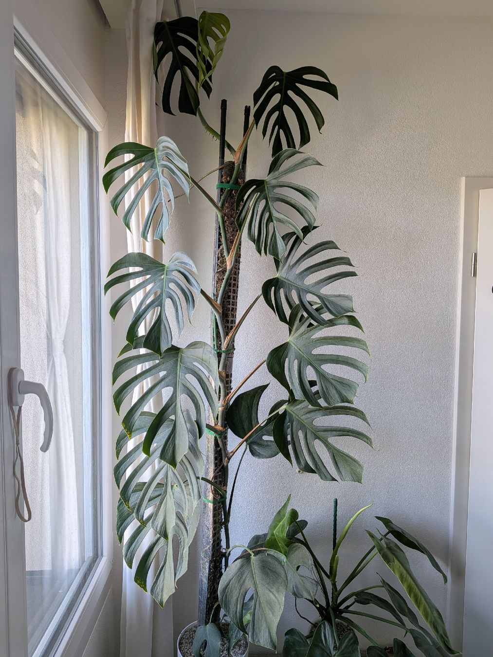 Piante & sementi: Bouture Monstera Delicosa Sieranna – Usato da Genève venduto da Venellah