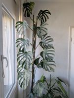 Bouture Monstera Delicosa Sieranna