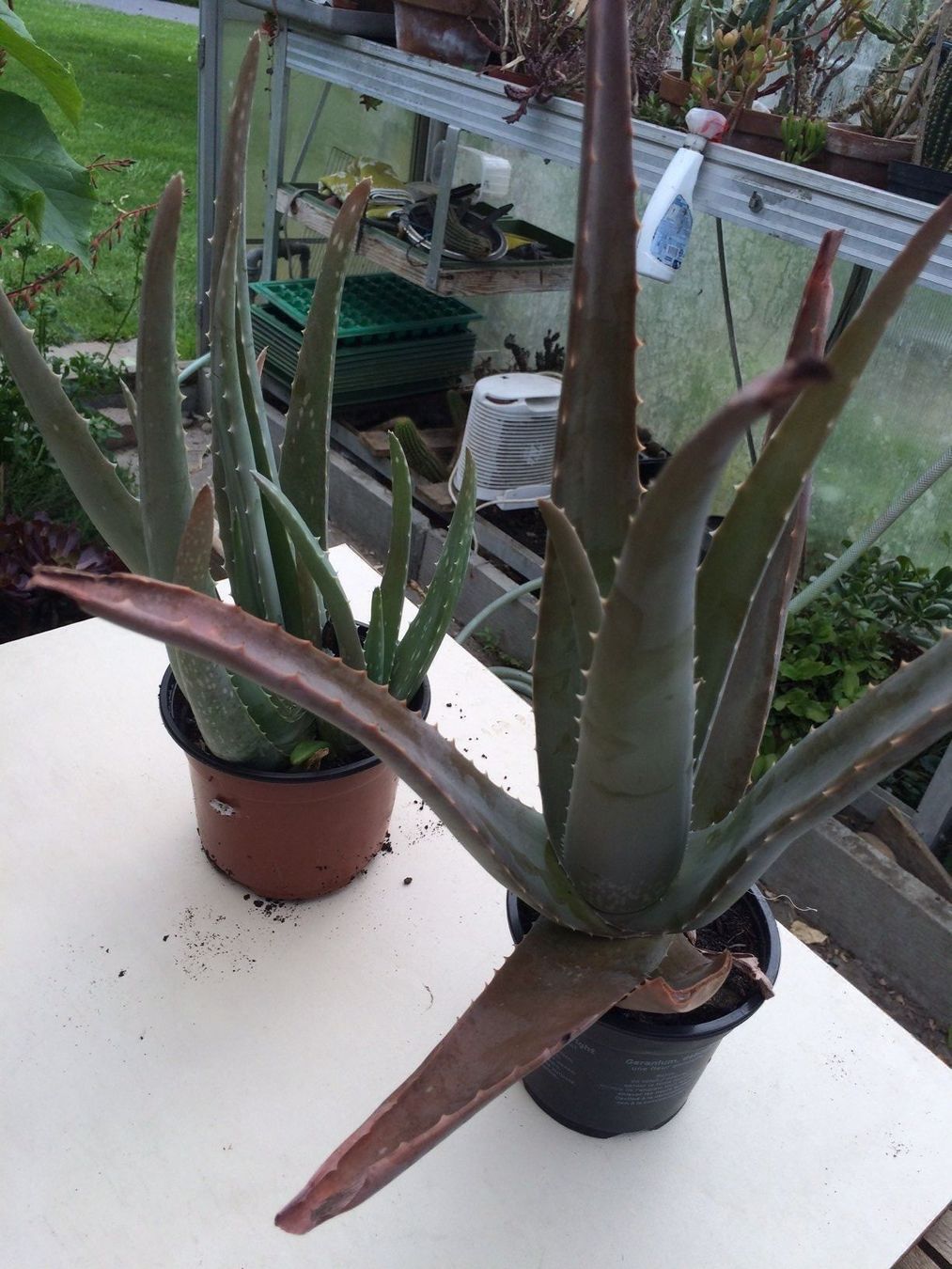 Piante & sementi: Aloe vera – Nuovo (secondo la descrizione) da Vinelz venduto da Wellensittich55 6