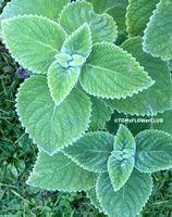 Plectranthus Mount Carbine australisches Zitronenblatt 45cm