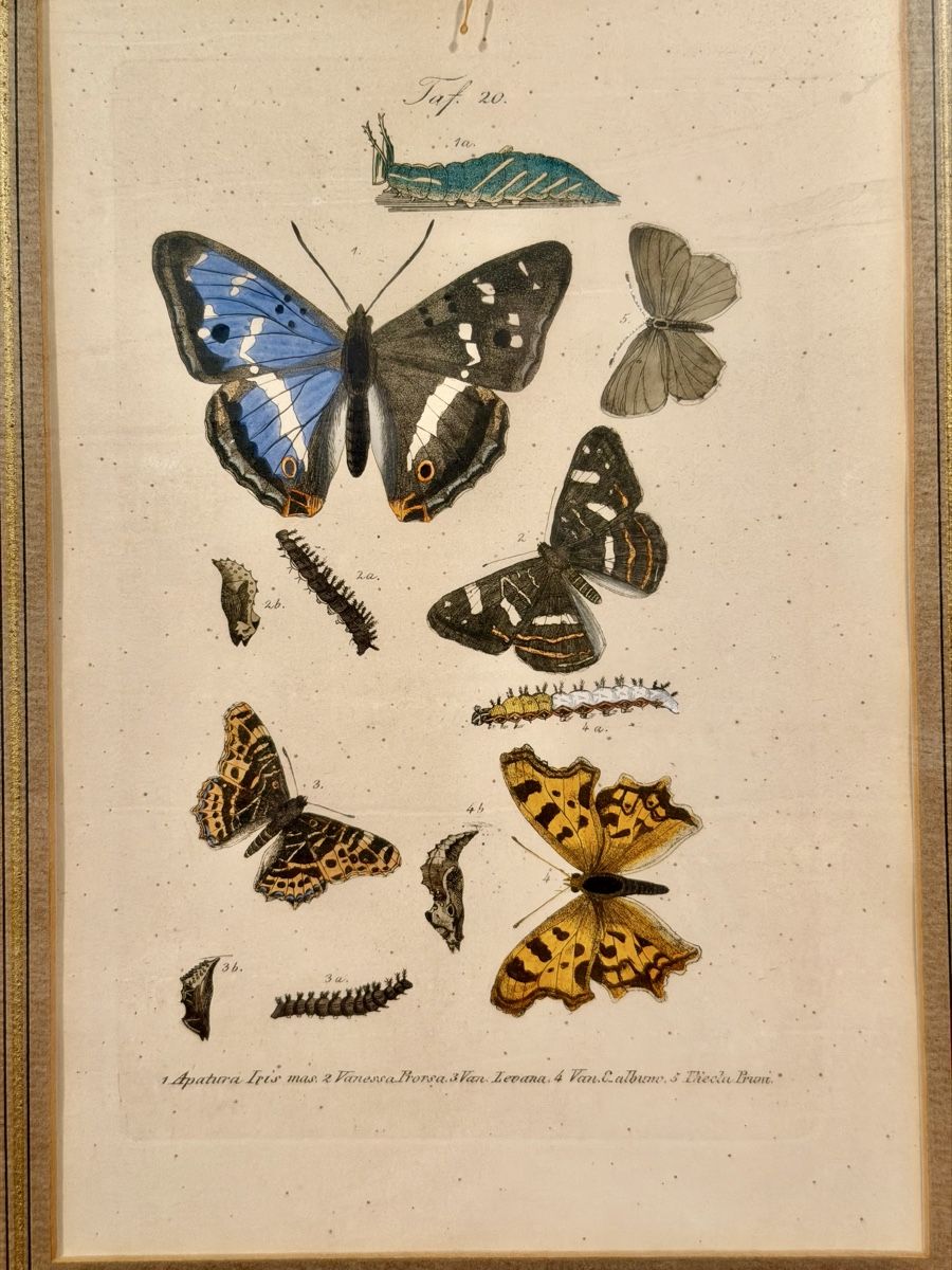 Incisioni: Framed Antique Butterfly Print, Entomology Wall Decor – Usato da Lausanne venduto da vas_mbk2 1