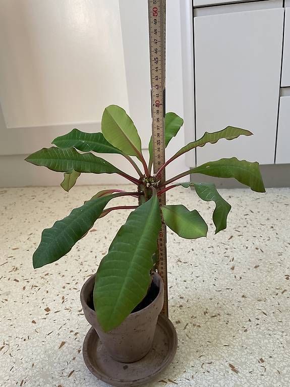Pflanzen & Samen: Spuckpalme – Gebraucht aus Bern von Ger6B 1
