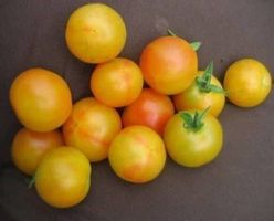 TOMATE MARIZOL MAGIC MULTICOLOR ! 5g