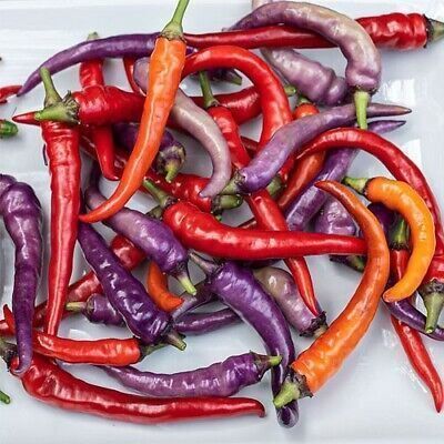 Piante & sementi: Piment de collection BUENA MULATA  2g – Nuovo (secondo la descrizione) da Bremblens venduto da FIBONACCI369