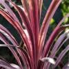 Cordyline australe rose  15-20cm