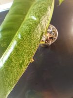Philodendron  Paraiso Verde Mint variegata