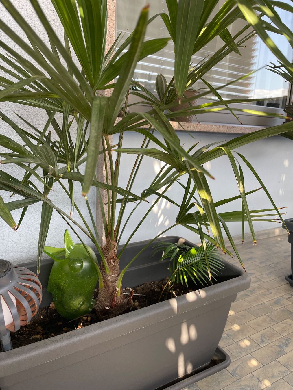 Pflanzen & Samen: Palma – Gebraucht aus Chiasso von Marclinoo74