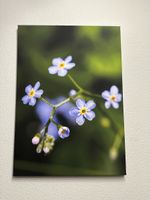 Blumenbild Leinwanddruck 70x50cm , Vergissmeinnicht