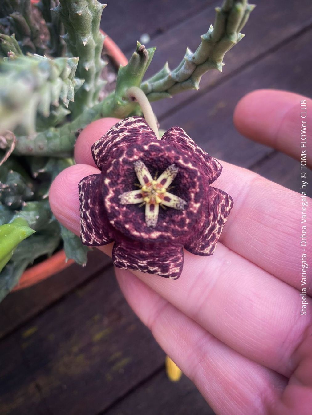 Piante & sementi: Stapelia Variegata / Orbea Variegata - mit Sternen-Blüten – Nuovo e nell'imballaggio originale da Adliswil venduto da astom369 1