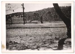 Fotografie Heuschrecken-Plage 1940, Schw