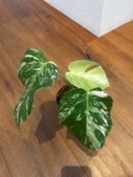 Monstera albo💚
