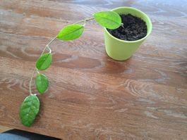 Hoya Carnosa Ableger, Wachsblume, pflegeleicht für Zuhause