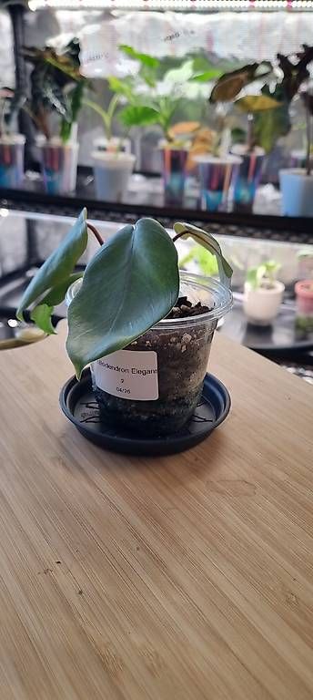 Pflanzen & Samen: 🌿Philodendron Elegans - Größe S – Neu und originalverpackt aus Wallenwil von LadyLeaf_Ellis1