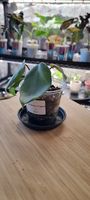 Philodendron Elegans