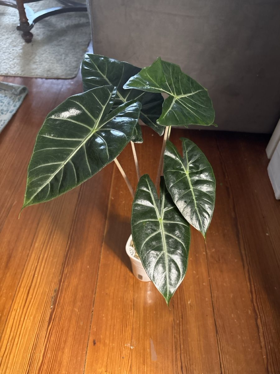 Piante & sementi: Alocasia Pink Dragon – Nuovo e nell'imballaggio originale da Basel venduto da Pink_White