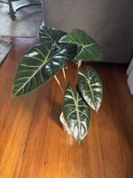 Alocasia Pink Dragon