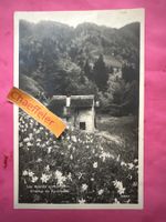 1921 Les Avants s/Montreux. Champ de Narcisses